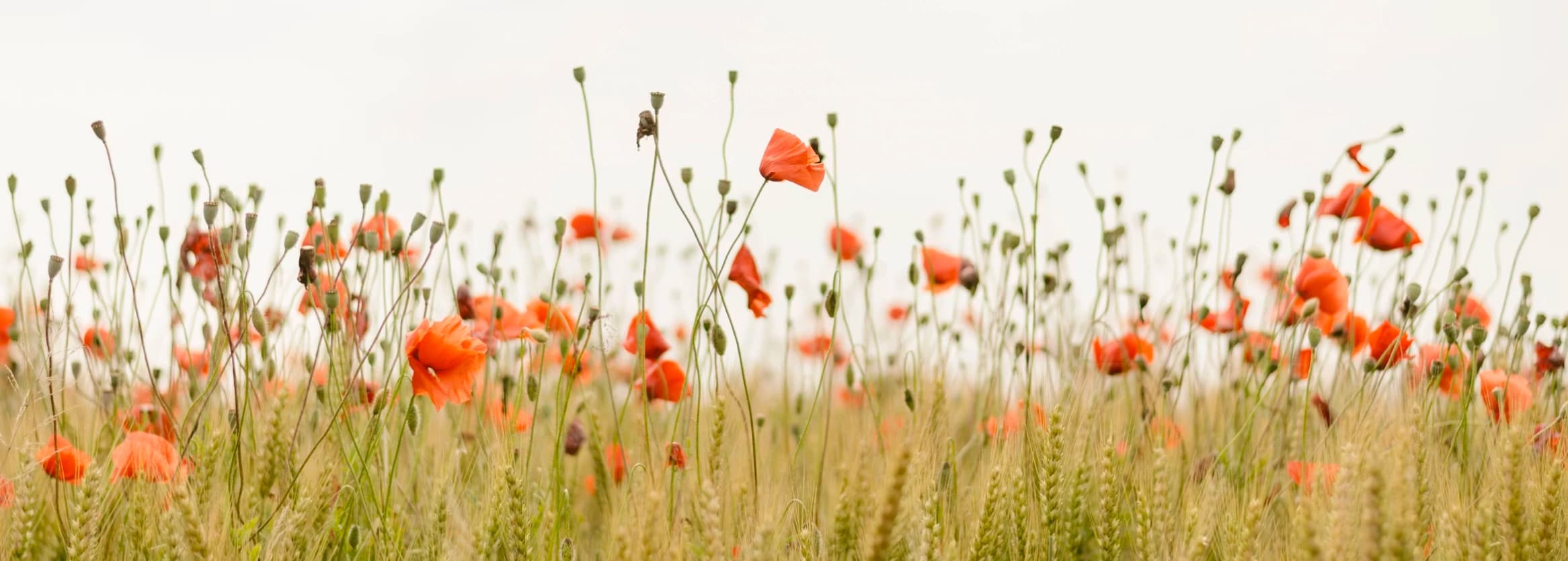 Symbolisches Therapie Bannerfoto